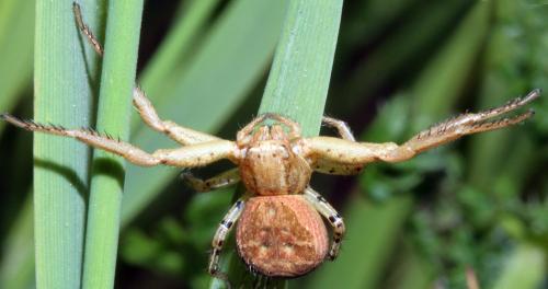 Xysticus sp.